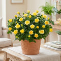 Mini Rose Plant Live, Miniature Rose Bush in 3.5" Pot, Spring Blooming Mini Rose, 4–5" Tall, Indoor Outdoor Flowering Plant for Home Garden (Yellow)
