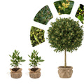 Laurus Nobilis Bay Leaf Live Plant, 8-11 Inc Tall from Bottom Pot, Bay Leaf Tree, Sweet Bay Laurel Herb Plant