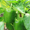 2 Sweet Bell Pepper Plants Live 100 Days Old Seedlings for Growing Outdoors, Red or Green Color