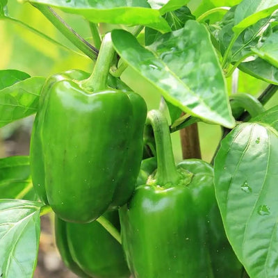 2 Sweet Bell Pepper Plants Live 100 Days Old Seedlings for Growing Outdoors, Red or Green Color