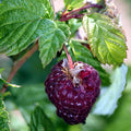 2 Raspberry Plants Live for Planting, Raspberry Trees Live Plants 4 to 9 Inches Tall, Sweet Berry Fruits Seedlings (Glencoe Thornless Raspberry)