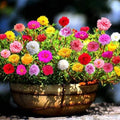 4 Moss Rose Plants Live in 4'' Pot, 4-8 Inches Tall, Random Moss Rose Portulaca Plants, Perennial Ground Cover, Vibrant Blooms for Garden Beds, Outdoor Planting