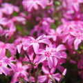 Pink Creeping Phlox Plant Live in Pot, Perennial Growing, Size 3-6" in Tall Groundcover Spring Blooms