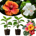 2 Hibiscus Plants, 3-5 Inch Tall Starter Plants - Live Hibiscus Flower Plants for Outdoor Garden, Patio, and Container Growing