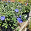 3 Evolvulus Blue Daze Live Plants, 4–6 Inch Tall Perennial Flowers, Well-Rooted Ground Cover for Indoor and Outdoor Spaces