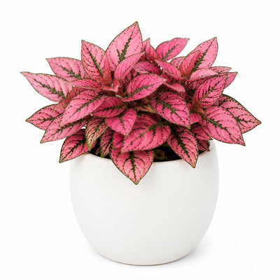Polka Dot Live Plant, Polka Dot Plant, Small Indoor Plants, 2.5 Inches Pot for Indoor or Outdoor Houseplant (Rose)