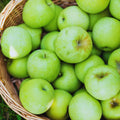Green Apple Tree Live Plant, Perennial Fruit Tree, 6-10 Inch Tall