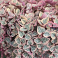 Variegated String of Hearts Plant Live, Pink String of Hearts Plant Live 4 Inches Pot, Live String of Hearts Plant, String of Hearts Succulent Plant, Succulent Live Plant