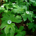 5 Goldenseal Plant Bare Roots Herb Plant Roots for Garden