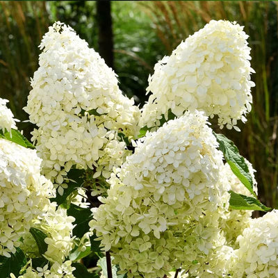 Light Green Lime Hydrangea Bush Plant Tree Live Shrub Beautiful Colors in Pot, Starter Plant, 5-9" Tall
