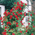 Red Don Juan Climbing Rose Live Plant, Donjuan Rose Climber Bushes Shrubs, Starter Size, 4 to 10 Inc Tall
