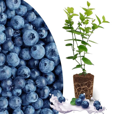 Easy Growing Blueberry Plant Live for Planting, Blueberry Bushes for Planting, 4"-7" Cold Hardy Blueberries Southern Highbush