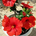 Hardy Hibiscus Plants Live Well-Rooted, Red Flowers Hibiscus Tree Live Plant for Outdoor Full Sun Spring Planting, 5-9" in Tall, Perennial Growing