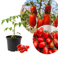 Tomato Plants Live for Planting, Long Red Tomato Plant, 6-8 Inc Tall, Tomatoes for Indoor Outdoor Planting