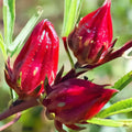Roselle Hibiscus Sabdariffa Plant Live, Red Roselle Hibiscus Live Plant, Jamaican Sorrel 4-8 Inch Tall, in Pot, 2 Plants Per Pot