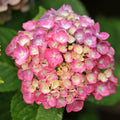 Pink to Blue Hydrangea Bush Plant Tree Live Shrub, 5-12" Starter Plant Hydrange Tree Plants, Dormant No Leaf in Winter, Cold Hardy Temperate
