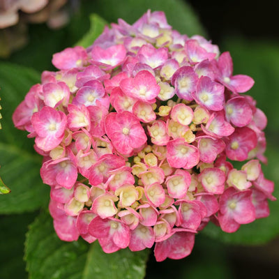 Pink to Blue Hydrangea Bush Plant Tree Live Shrub, 5-12" Starter Plant Hydrange Tree Plants, Dormant No Leaf in Winter, Cold Hardy Temperate