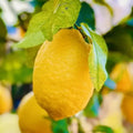 Starter Meyer Lemon Trees Live Plants in 4" Pot, 1 to 2 Inch Tall, Hardy Citrus Tropical Fruit, Yellow Lemon Lime Like