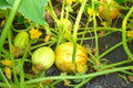 Set of 4 Live Lemon Cucumber Plants, 3 to 5 Inches Tall, Cucumber Plants Live, 4 Inches Pot Vegetable Live Plant