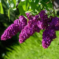 Dark Purple Lilac Tree Live Plant for Planting, Lilac Bush Shrub, 6 to 9 Inches Tall, Fragrant Flowers