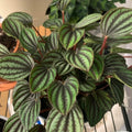 Peperomia Live Plant, Brown Peperomia Plant Live Houseplants, Live Peperomia Plant 4 Inches Potted Indoor Ornamental Plant