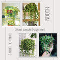 String of Turtles Plant Live, Trailing Succulent Vine, Rare Live Indoor Plant in Pot
