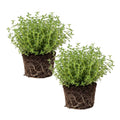 Set 2 Thyme Plants Live, Fragrant Thyme Herb, 5-7 Inches Tall, Compact Herb for Indoor Outdoor Growing