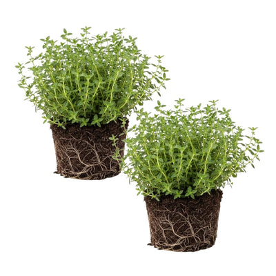 Set 2 Thyme Plants Live, Fragrant Thyme Herb, 5-7 Inches Tall, Compact Herb for Indoor Outdoor Growing