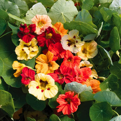 2 Nasturtium Flower Plants, Annual Nasturtium Flowering Vines, Vibrant Blooms 4-6 Inch Tall for Planting Outdoor