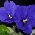 Blue African Violet Plant Live, Blue Violet Flower, 3-5 Inches Tall
