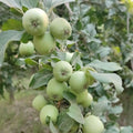 Green Apple Tree Live Plant, 2-3 Feet Tall Fruit Tree