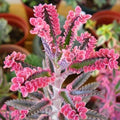2 Kalanchoe Pink Butterfly Plants Live, Kalanchoe Live Plant, in 2 Inch Pot, Pink Kalanchoe Succulent Mother of Thousands