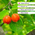 Barbados Cherry Tree Live Plan, Live Barbados Cherry Plant, 4 Inc Pot, 4-7 Inc Tall, Sweet Cherries for Edible Garden