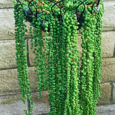 Variegated String of Pearls Plant Live, Trailing Succulent Vine Plant Live, 4 Inches Pot