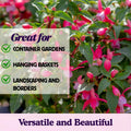 Pack 2 Fuchsia Plants Live, Vibrant Fuchsias Hanging Flowering Plant 3-5 Inches, Gardens, Patios, and Indoor Growing (Purple Flowers)