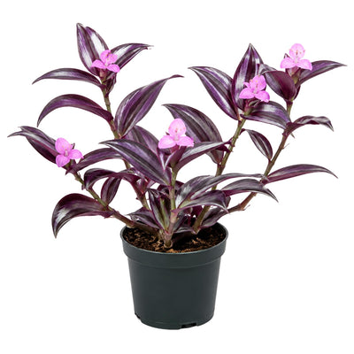 Wandering Jew Plant in 2'' Pot, Tradescantia Plant Live, Tradescantia Trailing Vine, Fast-Growing Indoor Houseplant (Purple Tradescantia Zebrina)