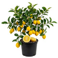 3 Meyer Lemon Trees Live Plants in 4'' Pot, Fragrant Citrus Tree, Hardy and High-Yielding Meyer Lemon Plant for Indoor Outdoor Growing, Ready to Grow, 2-3 Inch Tall