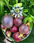 Passion Fruit Plant Live 4-7 Inch, Passionfruit Vine for Outdoor Garden, Tropical Climbing Vine for Trellis, Fence or Backyard Growing (Red Passionfruit)