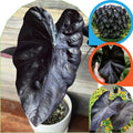 2 Black Colocasia Live Plants, Alocasia Elephant Ear Live Plant for Growing, 4-6" Tall, Cold Hardy, Indoor Outdoor Planting