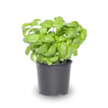 4 Live Basil Plants Sweet Basil Plants Live from 4 to 6 Inc Tall, Basil Plant Live Pot