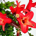 Scarlet-Red Lipstick Plans Live Houseplants in Pot, Aeschynanthus Red Flower Vine Décor Office, Desk Indoor Outdoor Growing