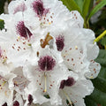 1-2 Ft White Rhododendron Plants Live, Azalea Rhododendron Bush Shrubs in 1 Gallon Pot for Planting, Azalea Bush Ready Plant, Live Rhododendron Plant Azalea, Dark Purple and Bright White Flower