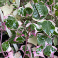 Variegated Ivy Plant Live, Trailing Ivy Plant 4'' Pot, Climbing Houseplant for Growing Indoor Outdoor