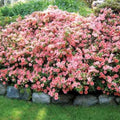 Coral Reblooming Azalea Rhododendron Plant Live in 4 Inch Pot, Azalea Rhododendron Bush Shrub, Bloom in Spring, Late Summer, Fall Rebloom
