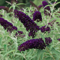 Potted Butterfly Bush Live Plant, 5-9" in Tall, Cold Hardy, Spring Outdoor PlantingBlooms Summer to Fall, Dormant in Winter (Deep Purple Buddleia Plant)