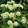 Set 3 Milkweed Plants Live, White Milkweed Flower Live Plant for Outdoor Indoor Gardening, Well Rooted, 4''