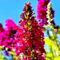 Pink Butterfly Bush Live Shrub Plant in 2.5" Pot, Pink Color