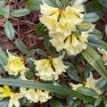 Big 1 Gallon Yellow Rhododendron Plants Live, 1-3 Years Old Azalea Plants Live Shrubs Bushes for Planting, Very Well Rooted