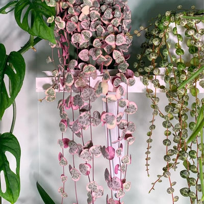 Variegated String of Hearts Plant Live, Trailing Succulent Vine Plant Live, 2.5 Inches Pot