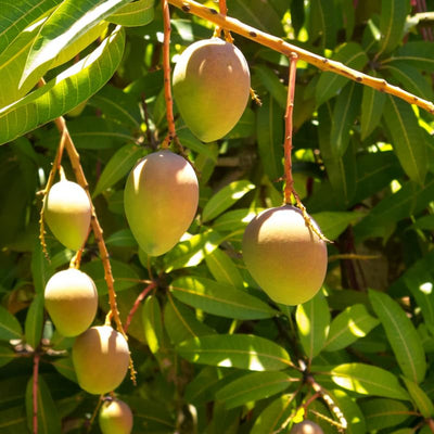 Sweet Mango Tree Live Plant, 10-14" in Tall, Yellow Mango Plant Live for Planting Home Garden, in Pot, Well-Rooted Tropical Fruit Tree